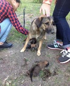 最新台湾狗崽爆料视频,揭秘事件背后惊人真相